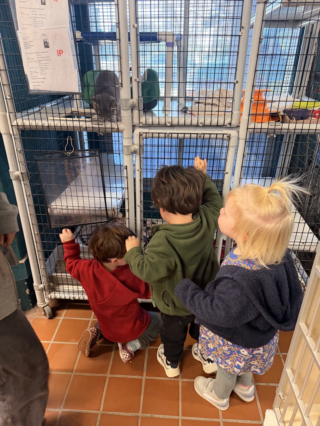 Children observing animals together